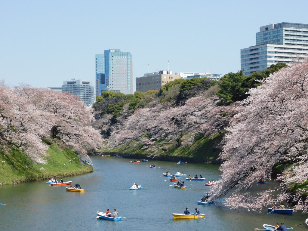 Cherry Blossoms Viewing Through Tokyo