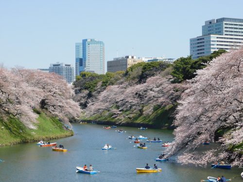 Cherry Blossoms Viewing Through Tokyo