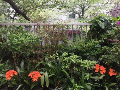 Kagurazaka Neighborhood Guide Kanda River Walking Path Plants Flowers Garden Greenery Tokyo