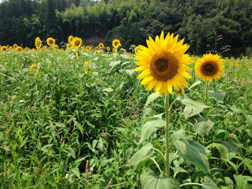 Yosano Sunflower Fields Kyotango Tango Northern Kyoto Summer Nature Coast Himawari