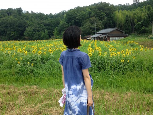 Yosano Sunflower Fields Kyotango Tango Kyoto Summer Nature Coast