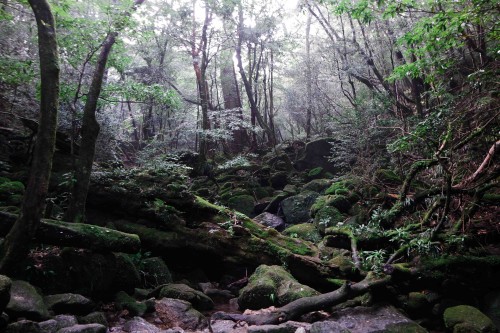 Mononoke Forrest Hiking Trail Yakushima Island Kagoshima Kyushu