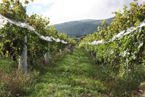 Discover the Kuju winery in Kyushu Island in depth, in Japan.