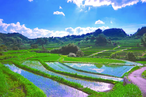 The flooded rice fields of Inabuchi Tanada on a sunny summer day in Asuka