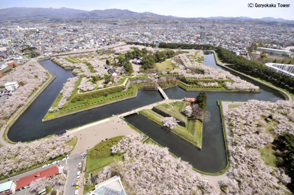 Goryokaku Fort with Cherry Blossom
