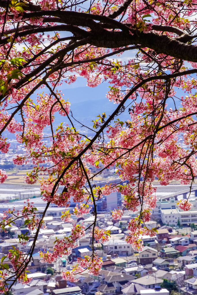 Matsuda Cherry Blossom Festival