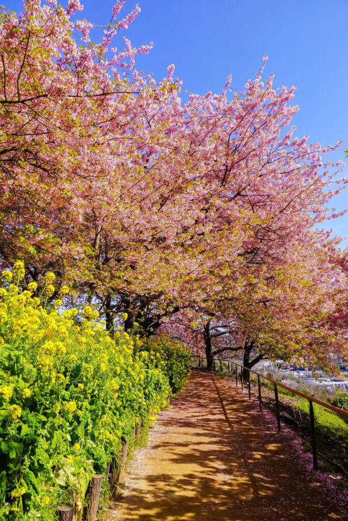 kawazu sakura and nanohara flowers