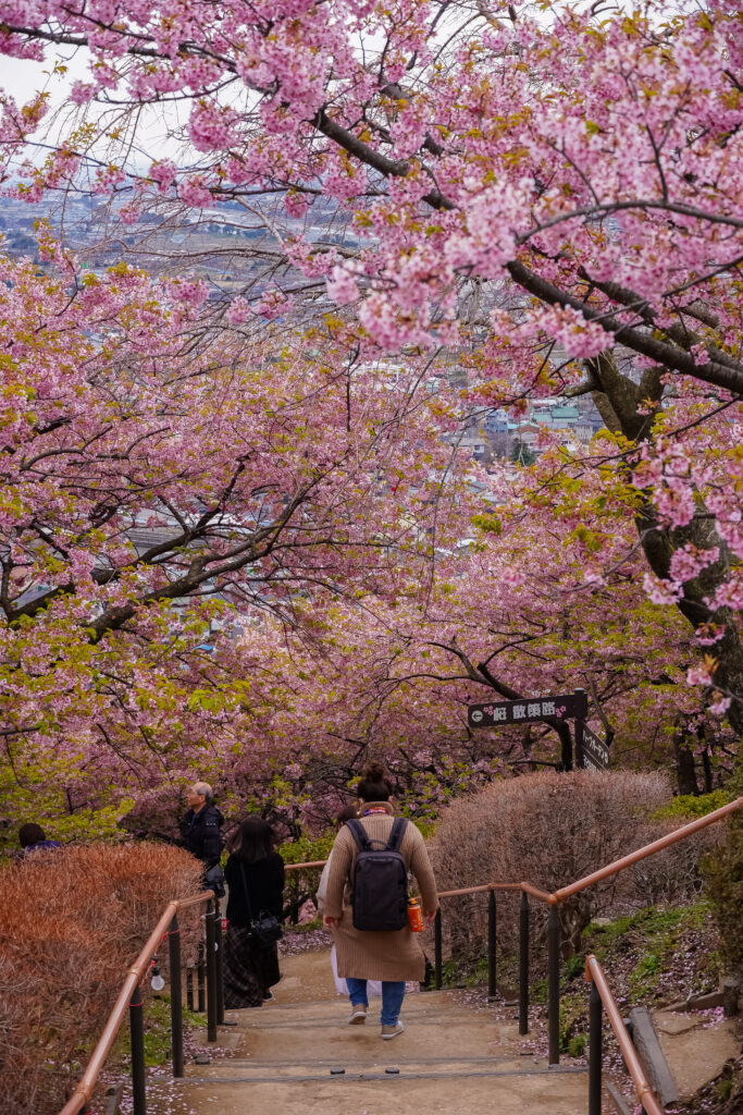 going down the Matsuda Cherry Blossom Festival