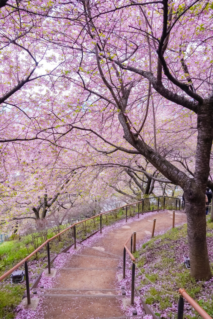 sakura cherry blossom tunnel