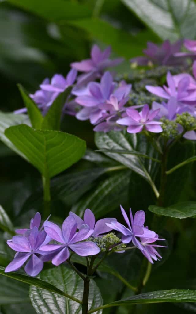 Fiore viola di ortensia giapponese