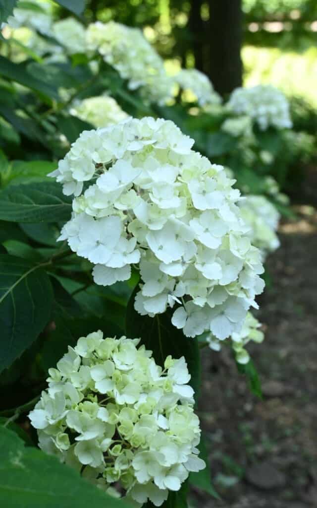 Fiori bianchi di ortensie in Giappone