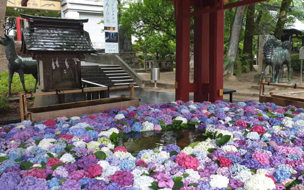 Fiori di ortensia nel chozuya di un tempio in Giappone