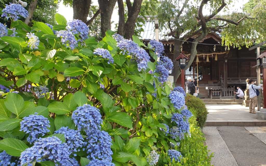 Ortensie blu in un tempio giapponese