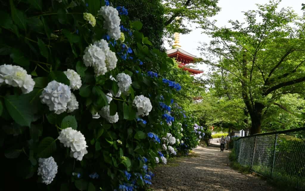 Ortensie in fiore in un tempio giapponese