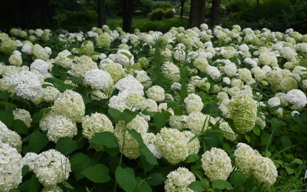 Ortensie bianche in fiore in Giappone
