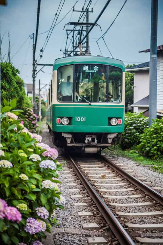 Treno passa lungo binari fiancheggiati da ortensie in Giappone