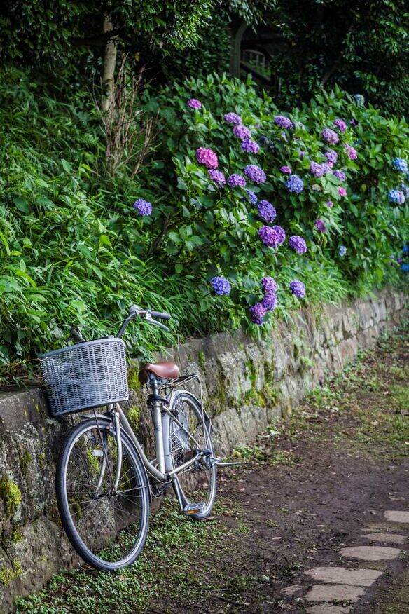 Ortensie in fiore in Giappone