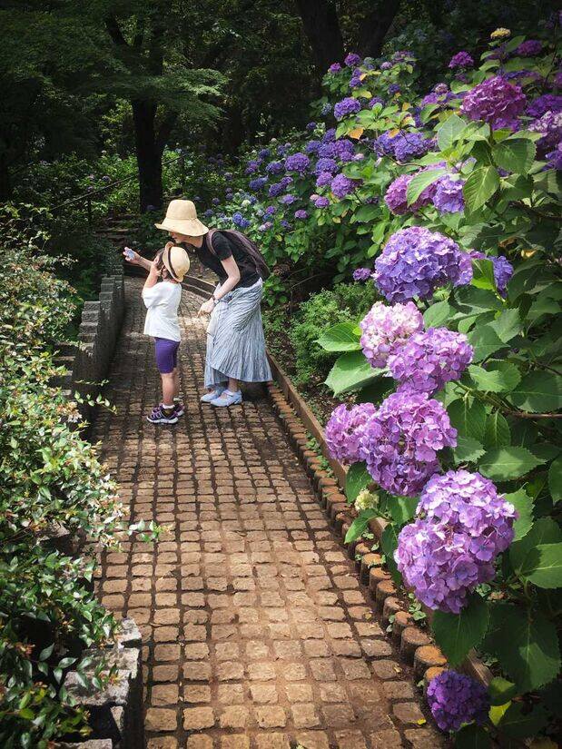 Sentiero costeggiato da ortensie in fiore in Giappone