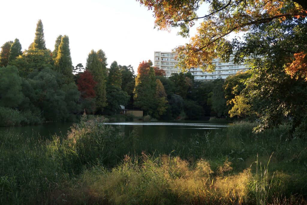 Inokashira park