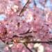 Kawazu-Sakura, early cherry blossoms