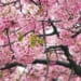 The outstanding leafiness of the Matsuda Cherry Blossom Festival's trees
