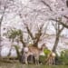 two deer under cherry blossom trees in nara