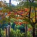 Fall colors in Kyoto 2021 - Enkouji Temple